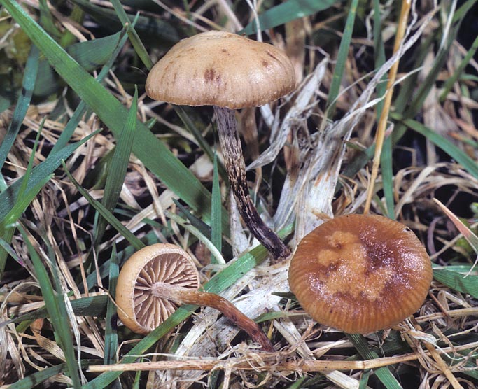 Psilocybe inquilina